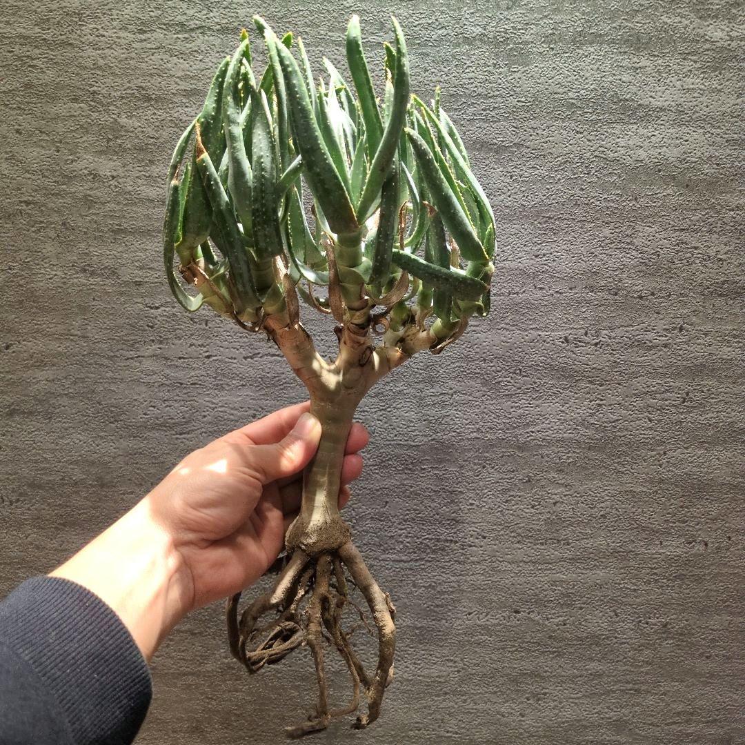 P*a様 アロエ　ラモシシマ 特大株　珍奇植物　塊根植物　コーデックス　多肉植物