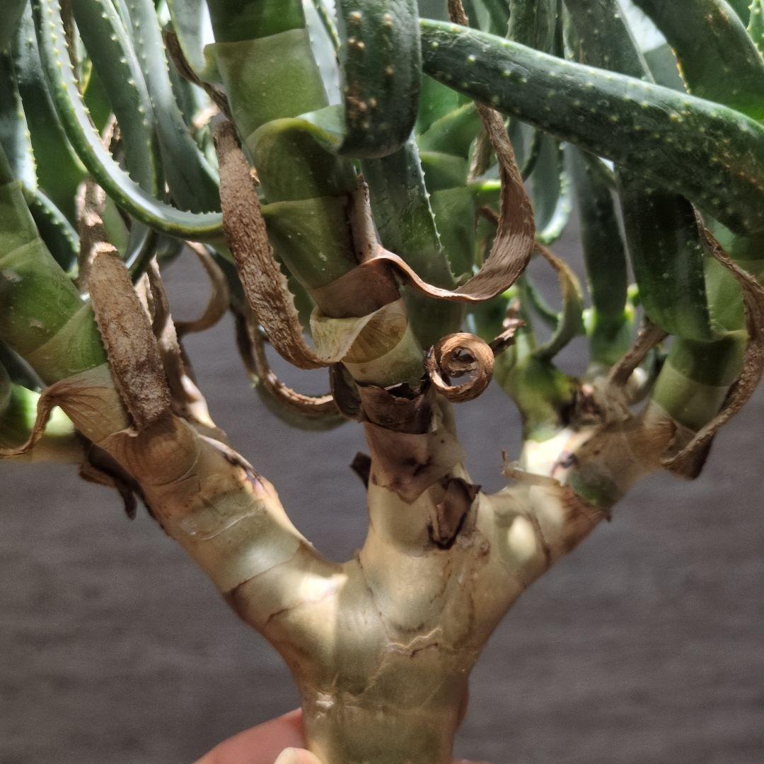 P*a様 アロエ　ラモシシマ 特大株　珍奇植物　塊根植物　コーデックス　多肉植物