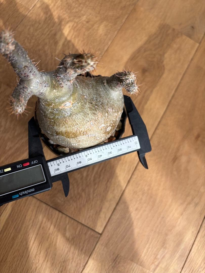 ⭐︎のりあやいいふうふ★グラキリス　現地球　発根済　作家鉢付