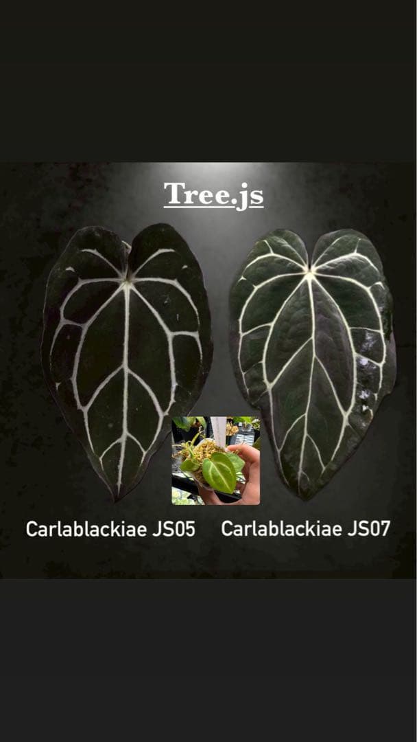 アンスリウム Carlablackiae JS05 & JS07