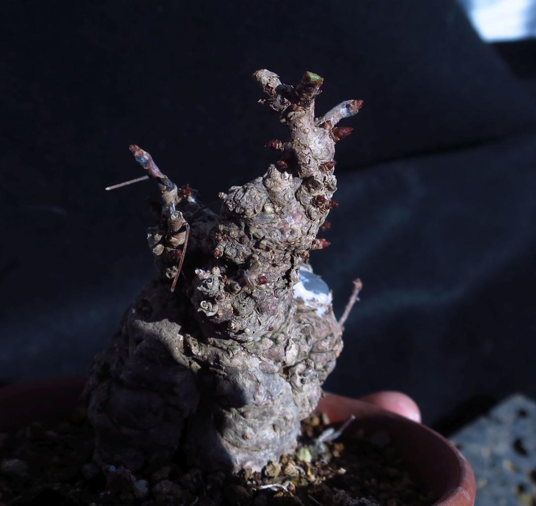 五葉あけび　アケビ　太幹　小品盆栽