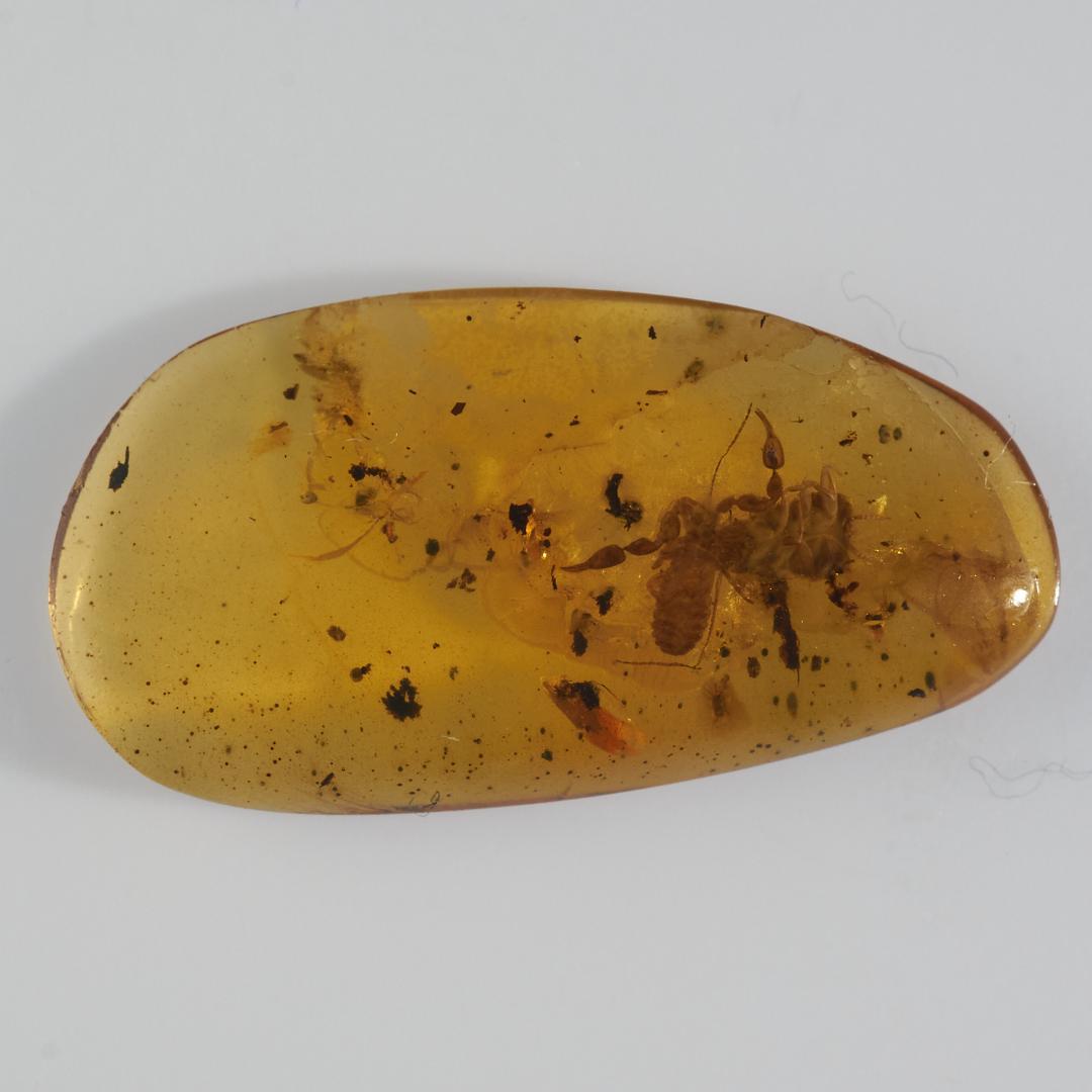 レア極上品 PA0038虫入り琥珀化石　ミャンマーカムティかタナイ9900万年前