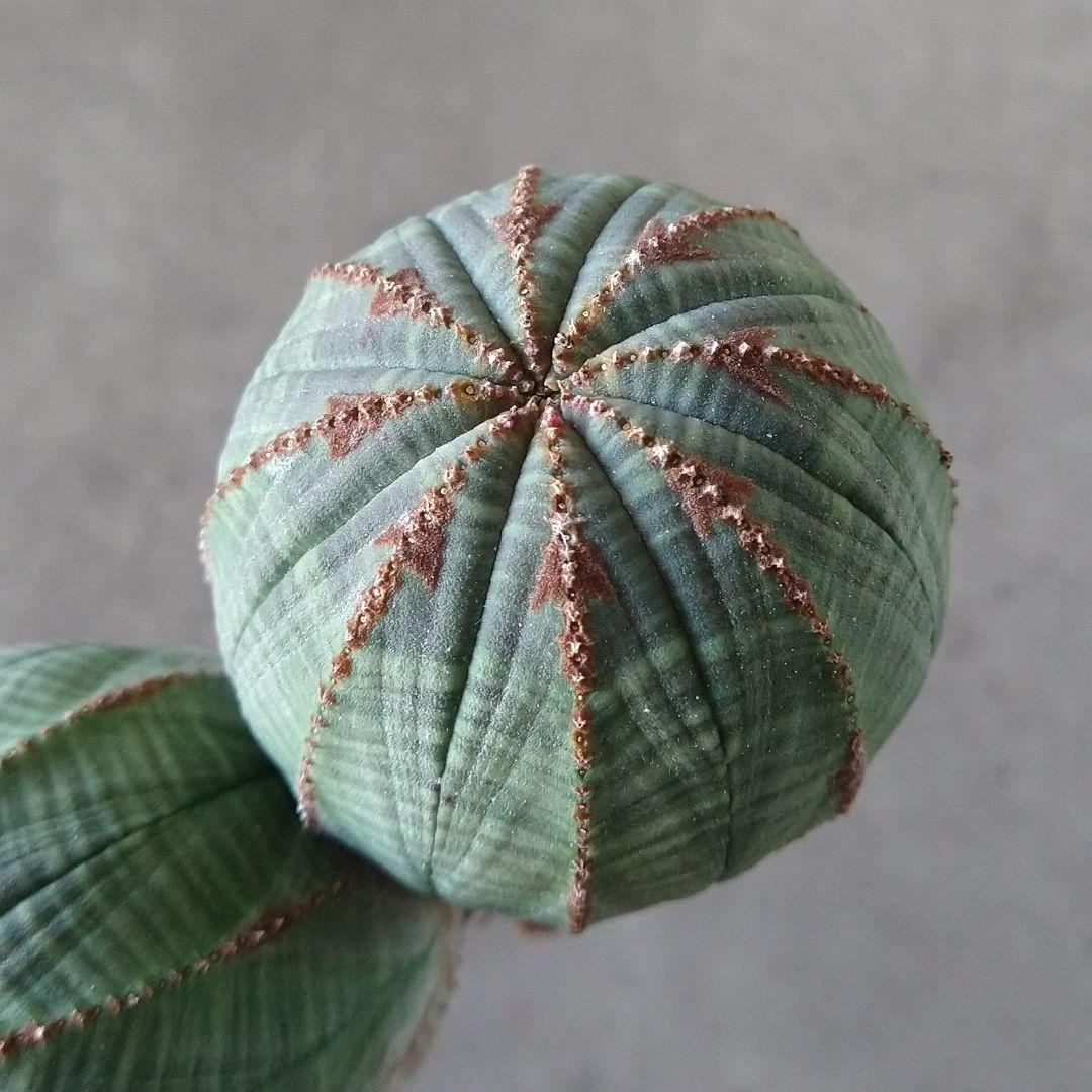 Ｈ*様 B15720★オークション★ユーフォルビア オベサ ダブルヘッド 美株！