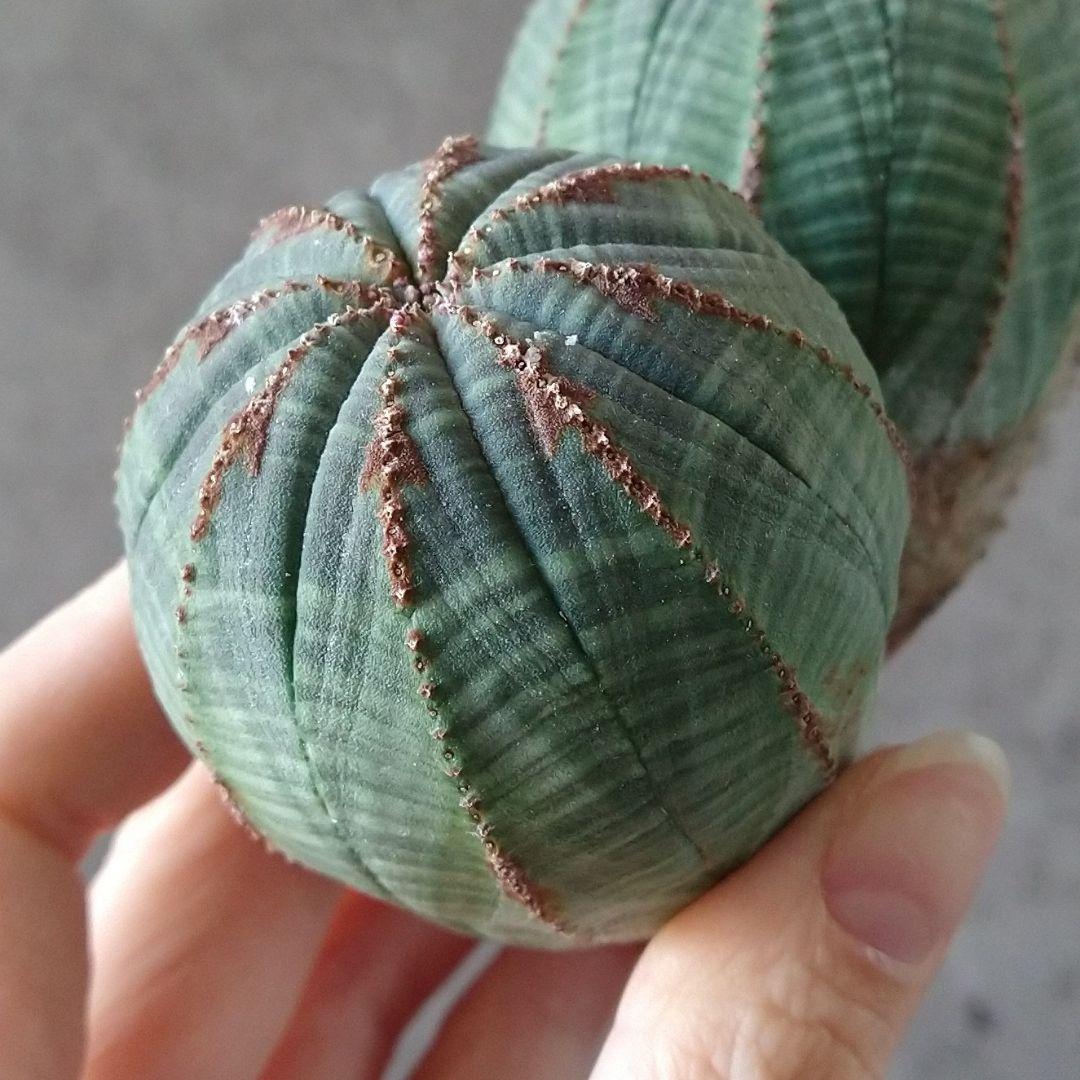 Ｈ*様 B15720★オークション★ユーフォルビア オベサ ダブルヘッド 美株！