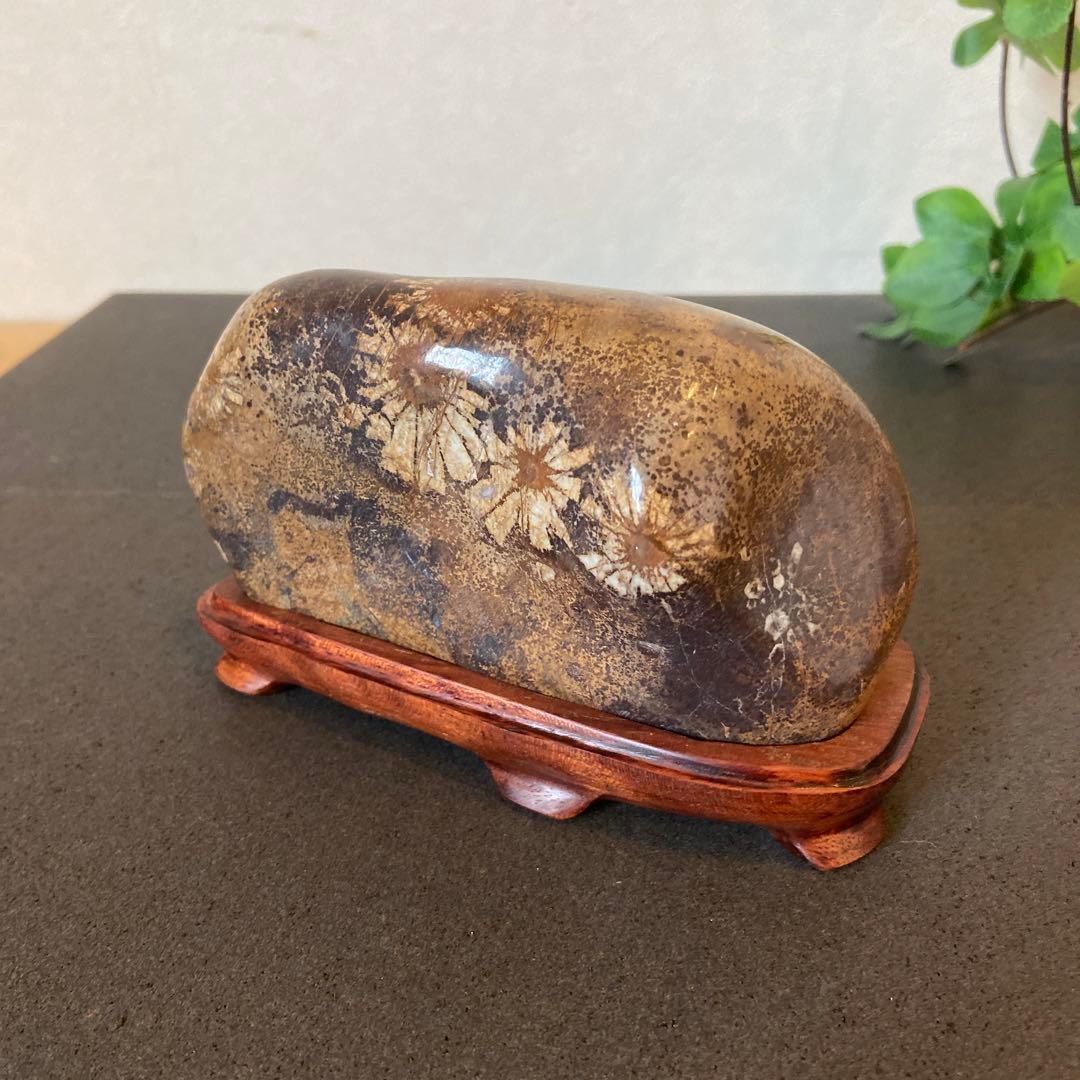 歳末フェア価格　ゴールドの世界　菊花石　★鑑賞石　菊花石　水石