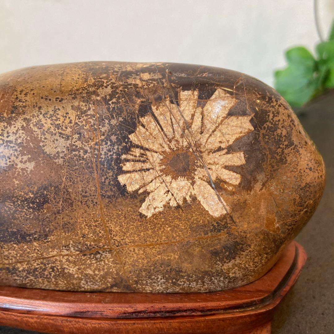 歳末フェア価格　ゴールドの世界　菊花石　★鑑賞石　菊花石　水石