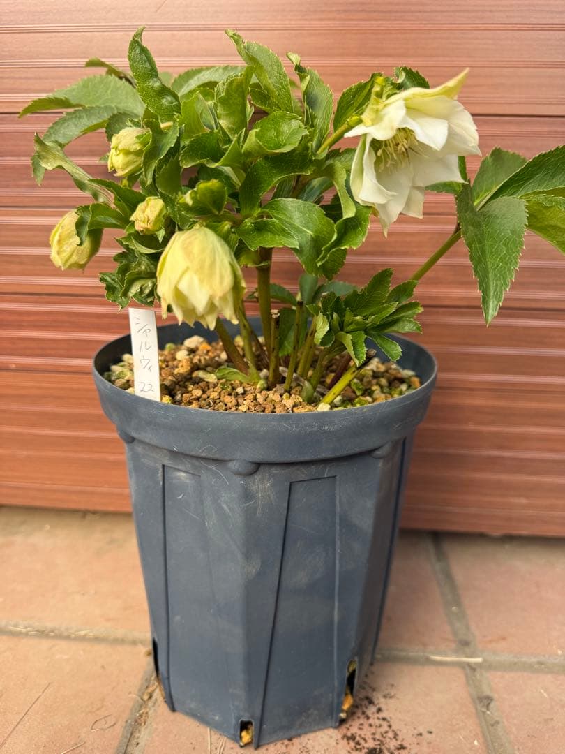 【未株分】若泉ファーム クリスマスローズ シャルウィダンス