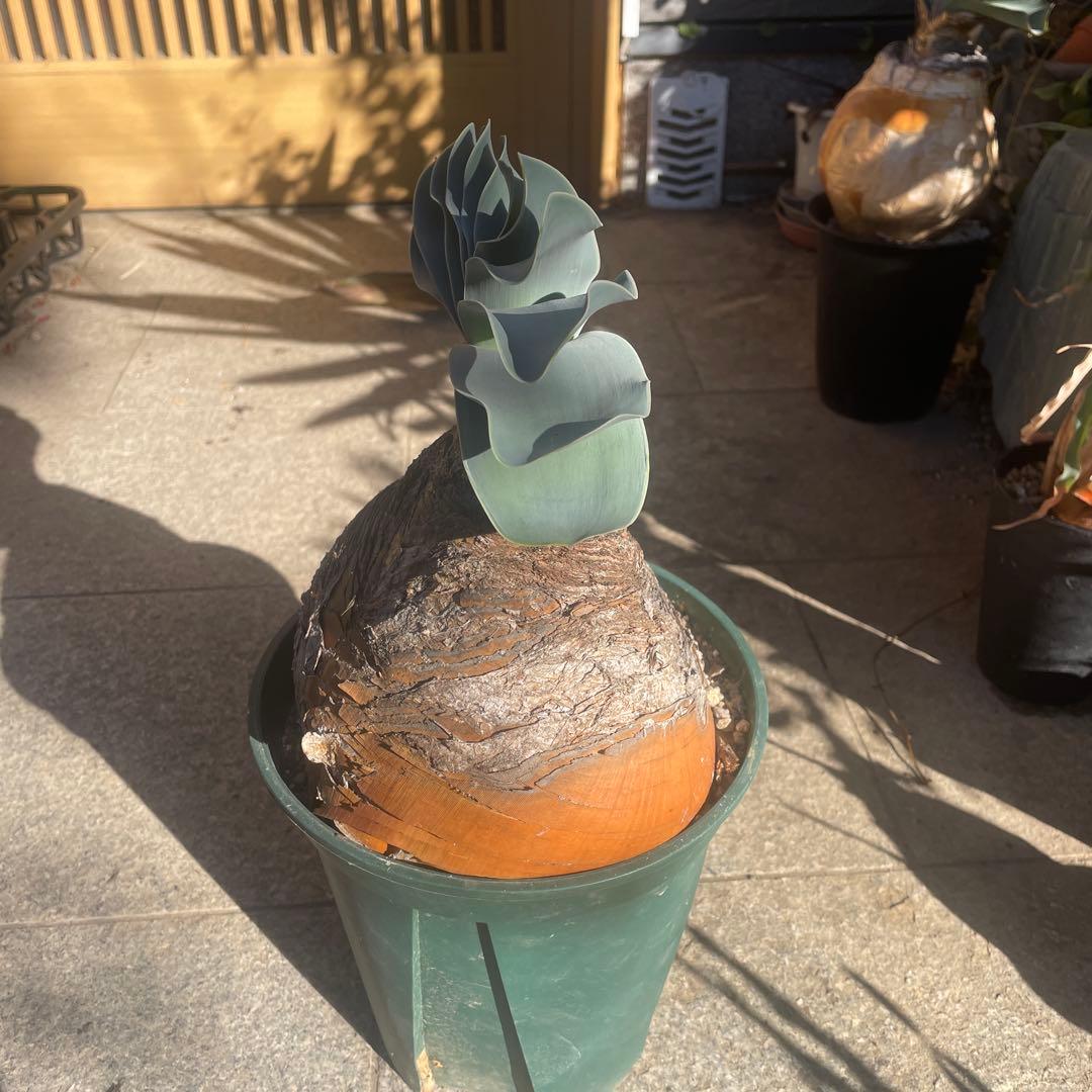 晴*様 ブーファン ハエマンソイデス