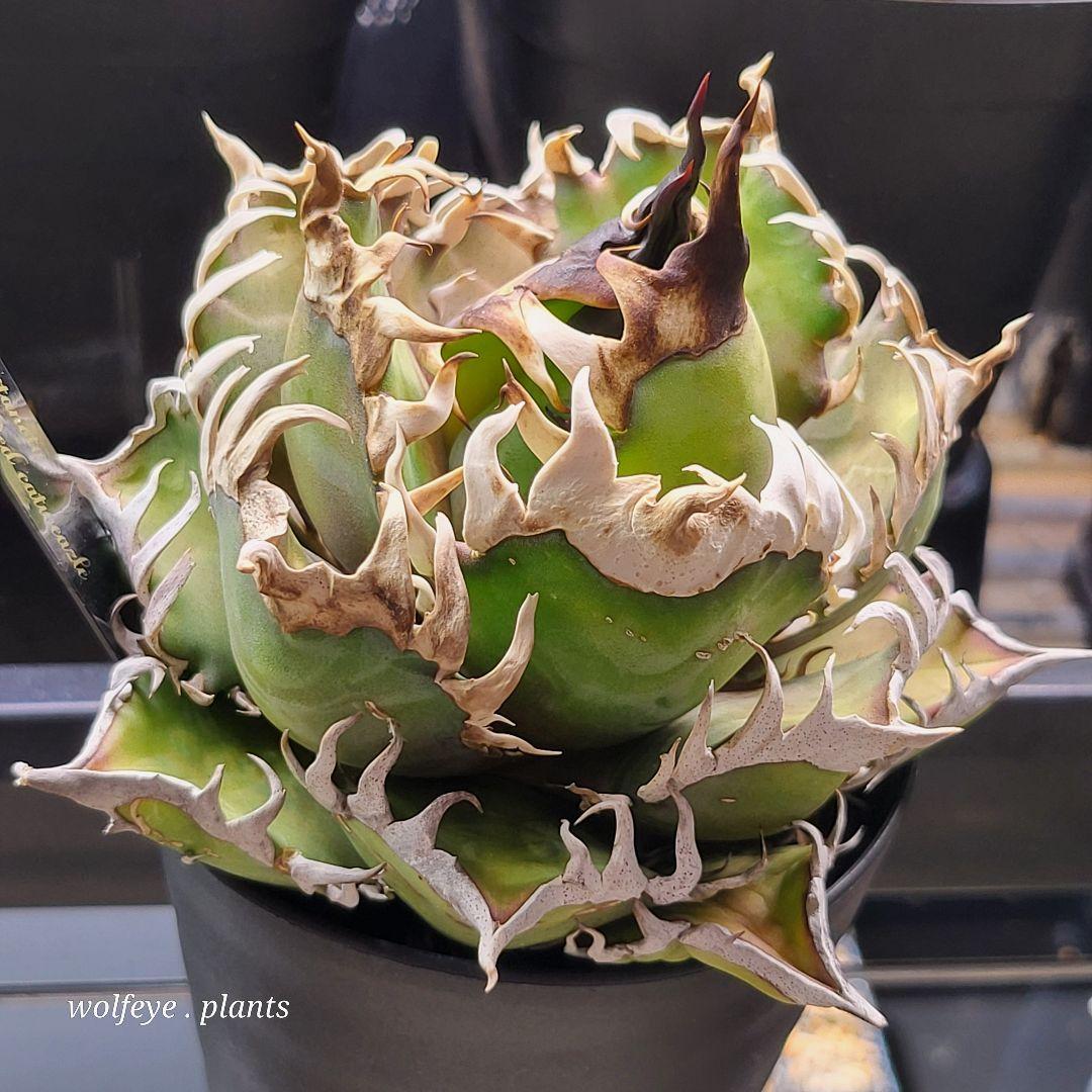 c*o様 アガベ チタノタ レッドキャットウィーズル ゴリ猫