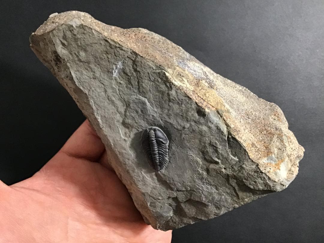 シュードキベレ [TB45] 三葉虫 超希少種 レア