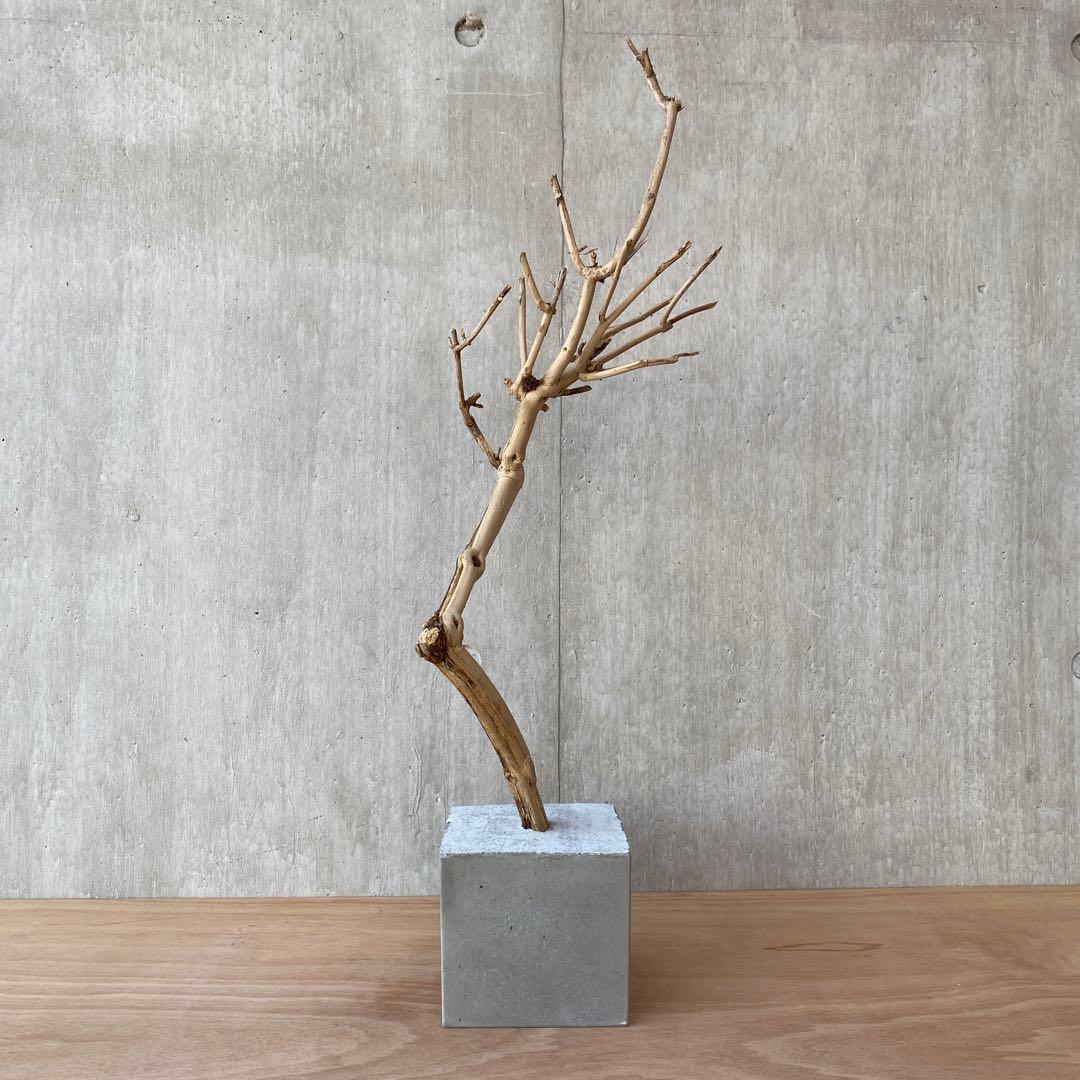【コンクリート盆栽 流木オブジェ】ディスプレイ アート インテリア 鍵 爬虫類