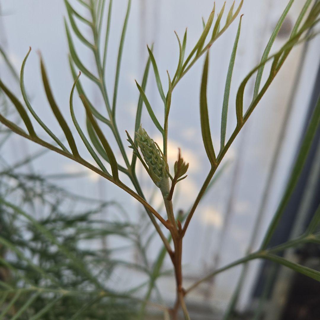 グレビレア　ピンクサプライズ　8号　特大苗木最高等級　希少品種