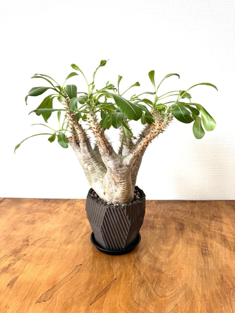 パキポディウム　エニグマ　大株　NEOSHIHO× BOTANIZE鉢　n/oh