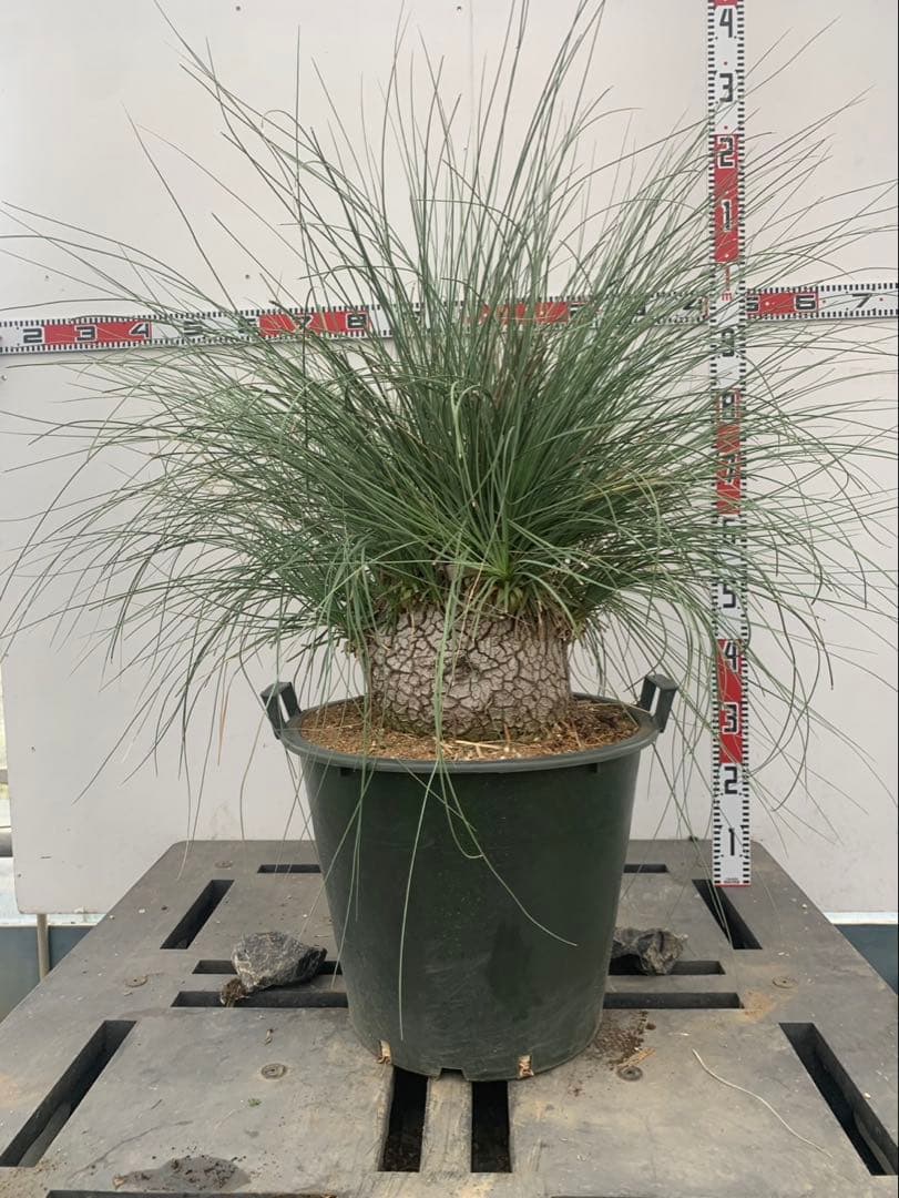 カリバナス　フーケリー