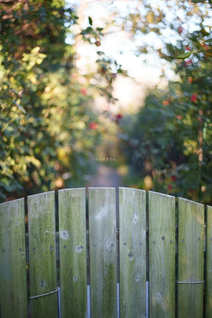 光学美品！隠れた銘玉！CONTAX Planar 50mm F1.7 AEJ