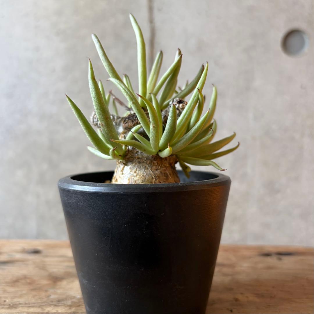 チレコドン ペアルソニー