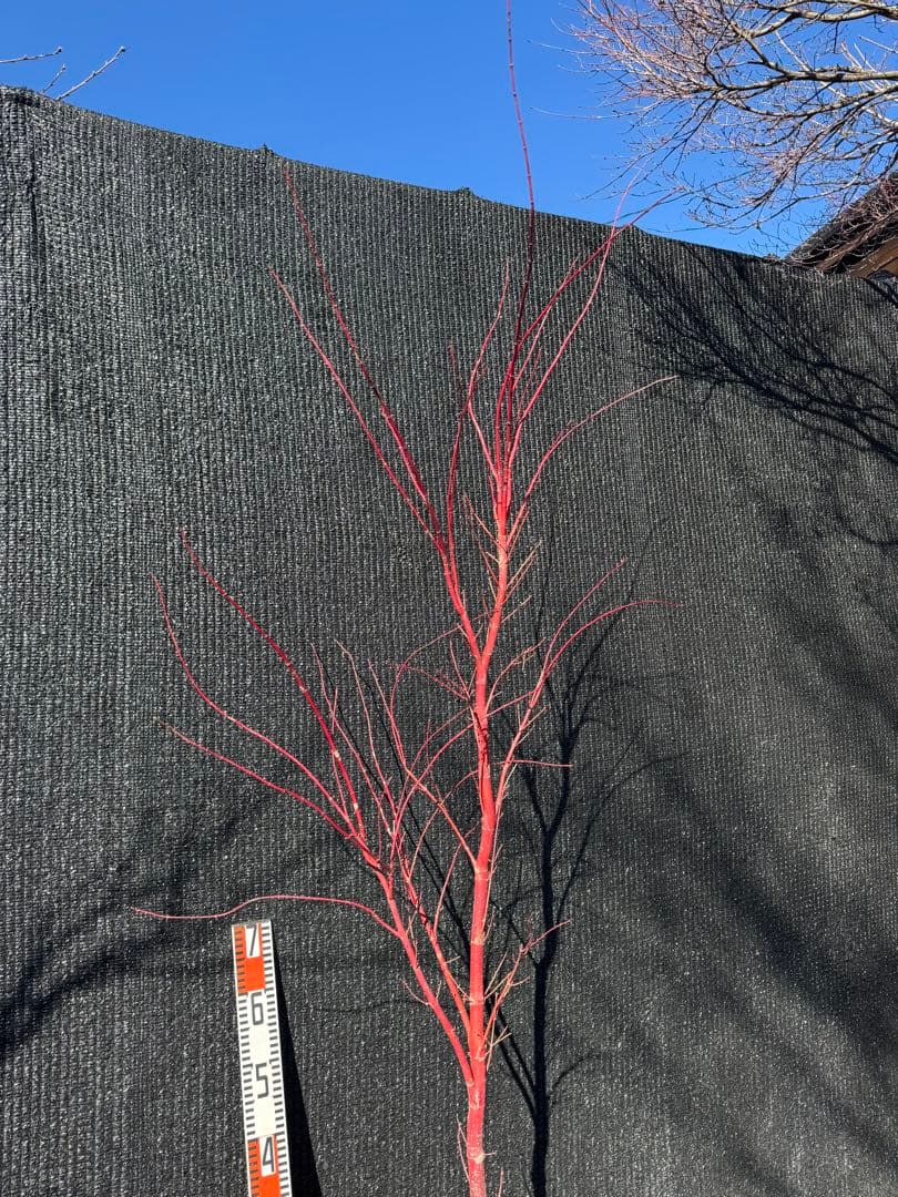 モミジ　サンゴカク　【品番3521】