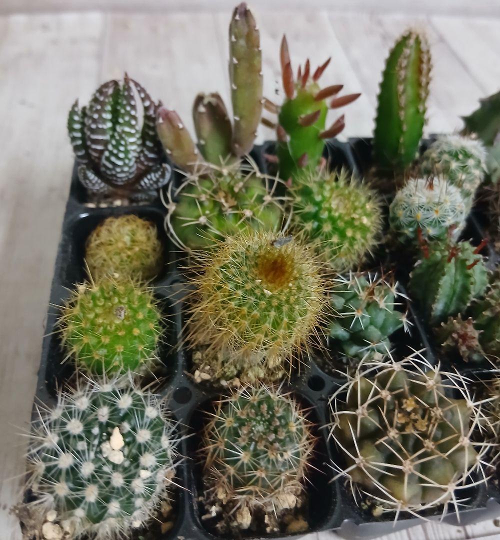 【②】多肉植物　ミニサボテン　抜き苗　24個【ネコポス発送】