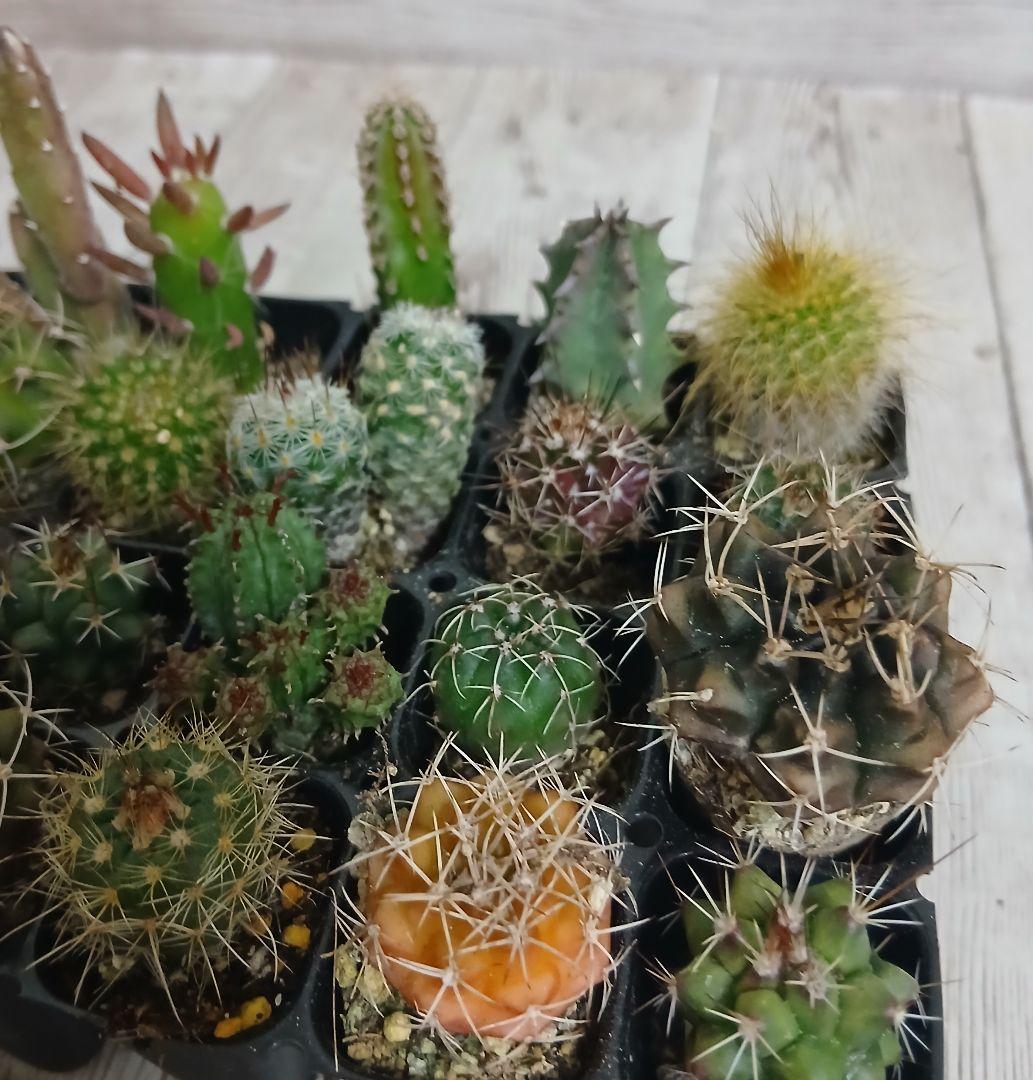 【②】多肉植物　ミニサボテン　抜き苗　24個【ネコポス発送】