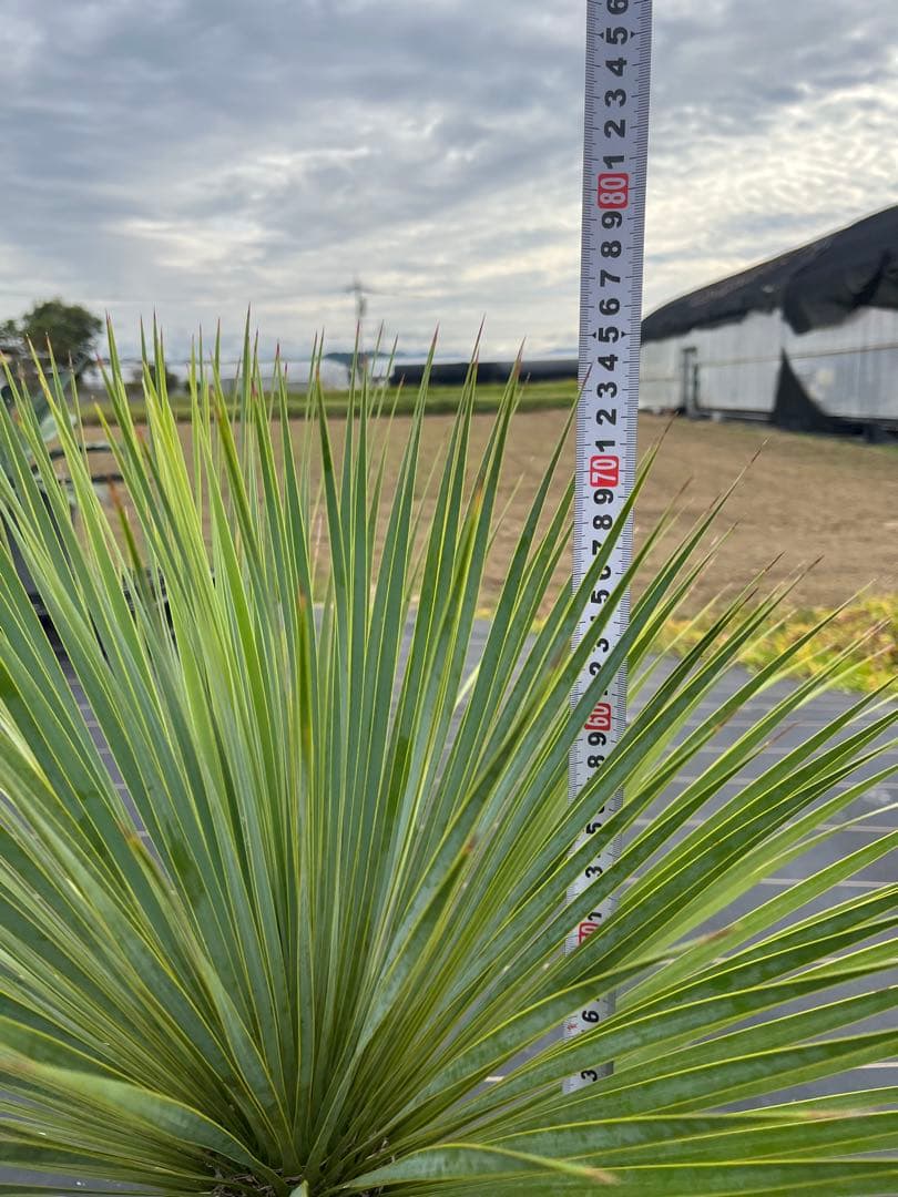 ユッカ　ロストラータ　極太幹　幹上がり　⑩