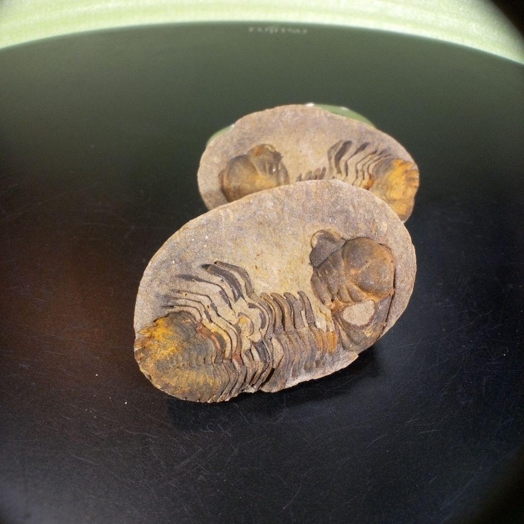 三葉虫　化石　fossil　ボリビア産　trilobite　ノジュール管理⑤