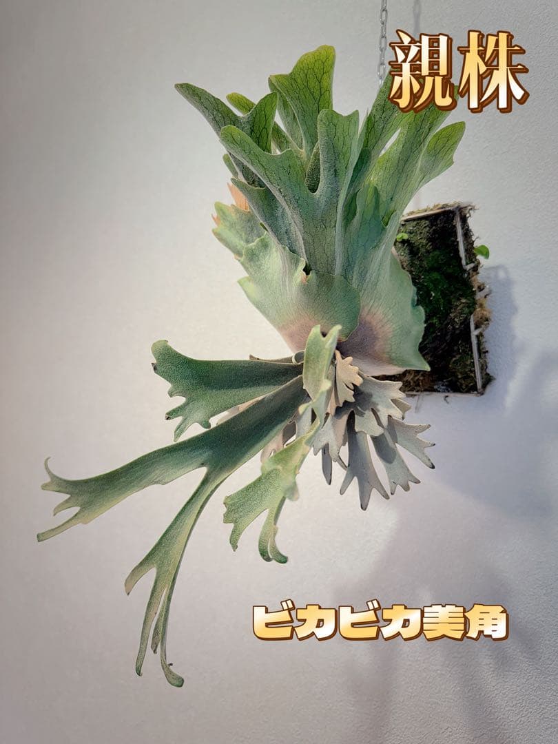 D*O様 ビカクシダP. Aegis OC P. YM x AR ドワーフ特選