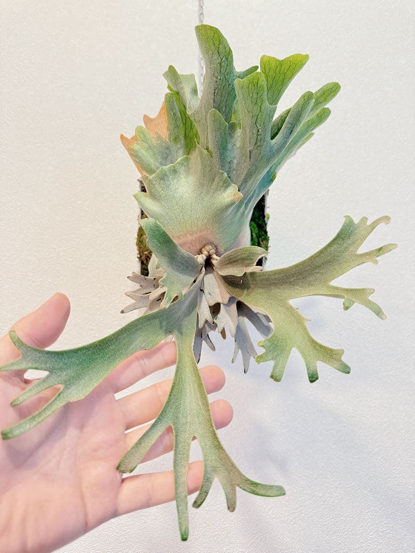 D*O様 ビカクシダP. Aegis OC P. YM x AR ドワーフ特選