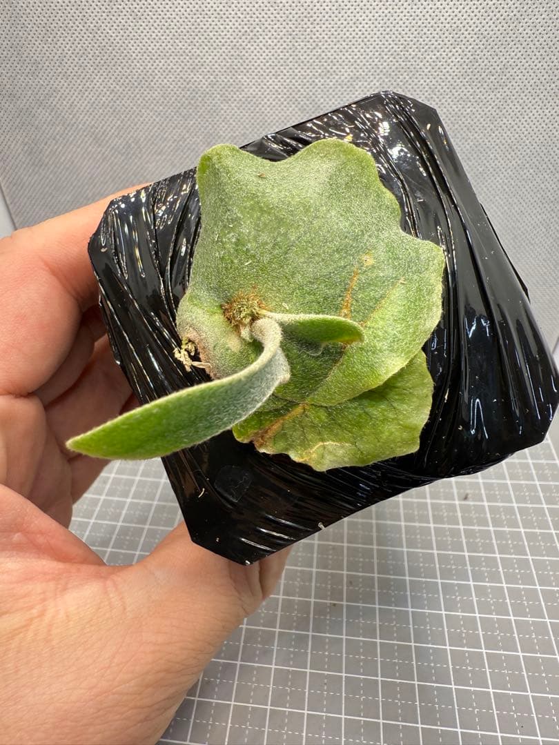 D*O様 ビカクシダP. Aegis OC P. YM x AR ドワーフ特選