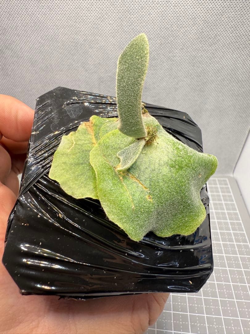 D*O様 ビカクシダP. Aegis OC P. YM x AR ドワーフ特選