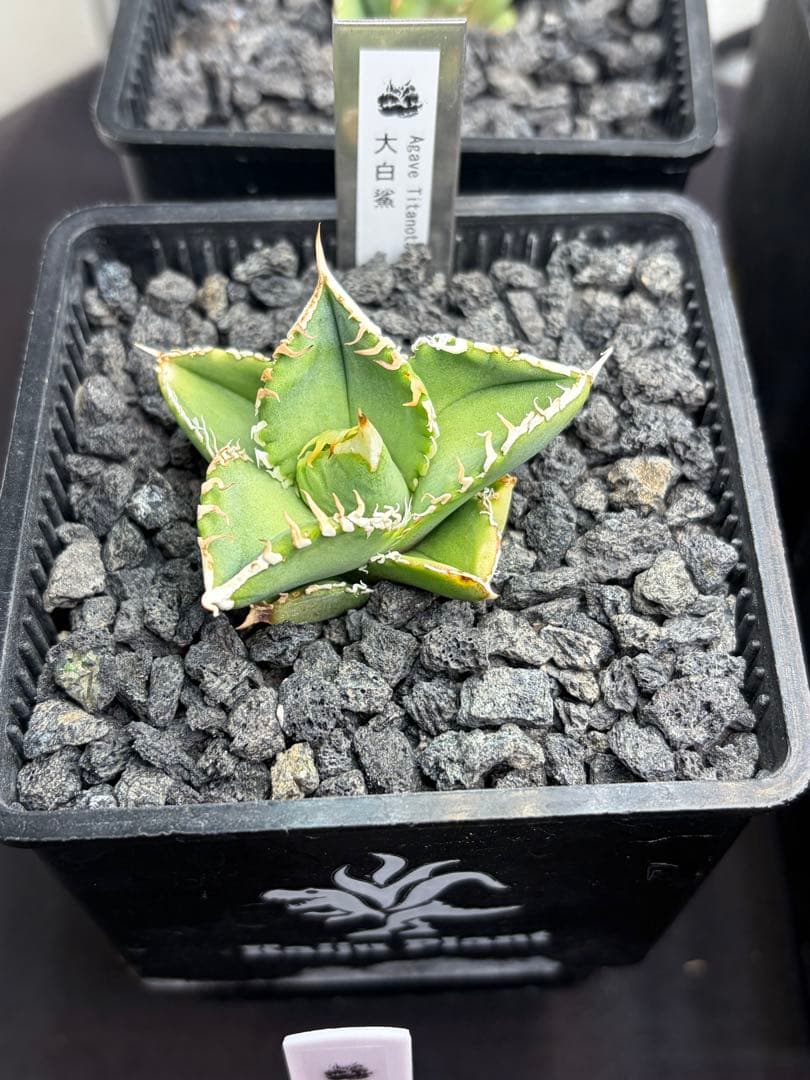 アガベチタノタ　大白鯊　子株