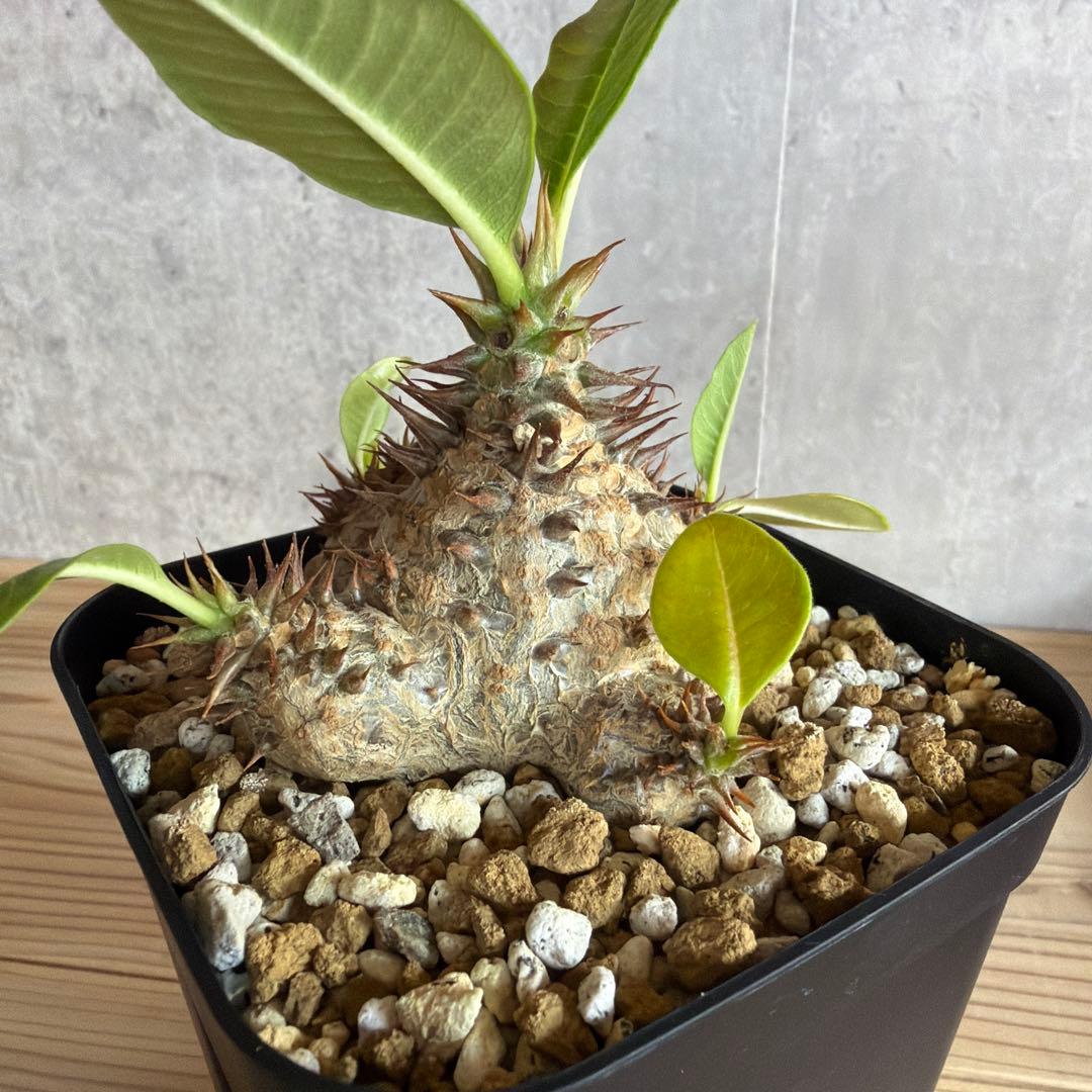 パキポディウムウィンゾリー 国内実生株