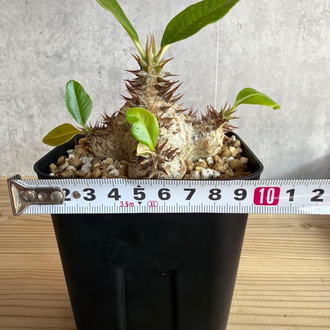 パキポディウムウィンゾリー 国内実生株