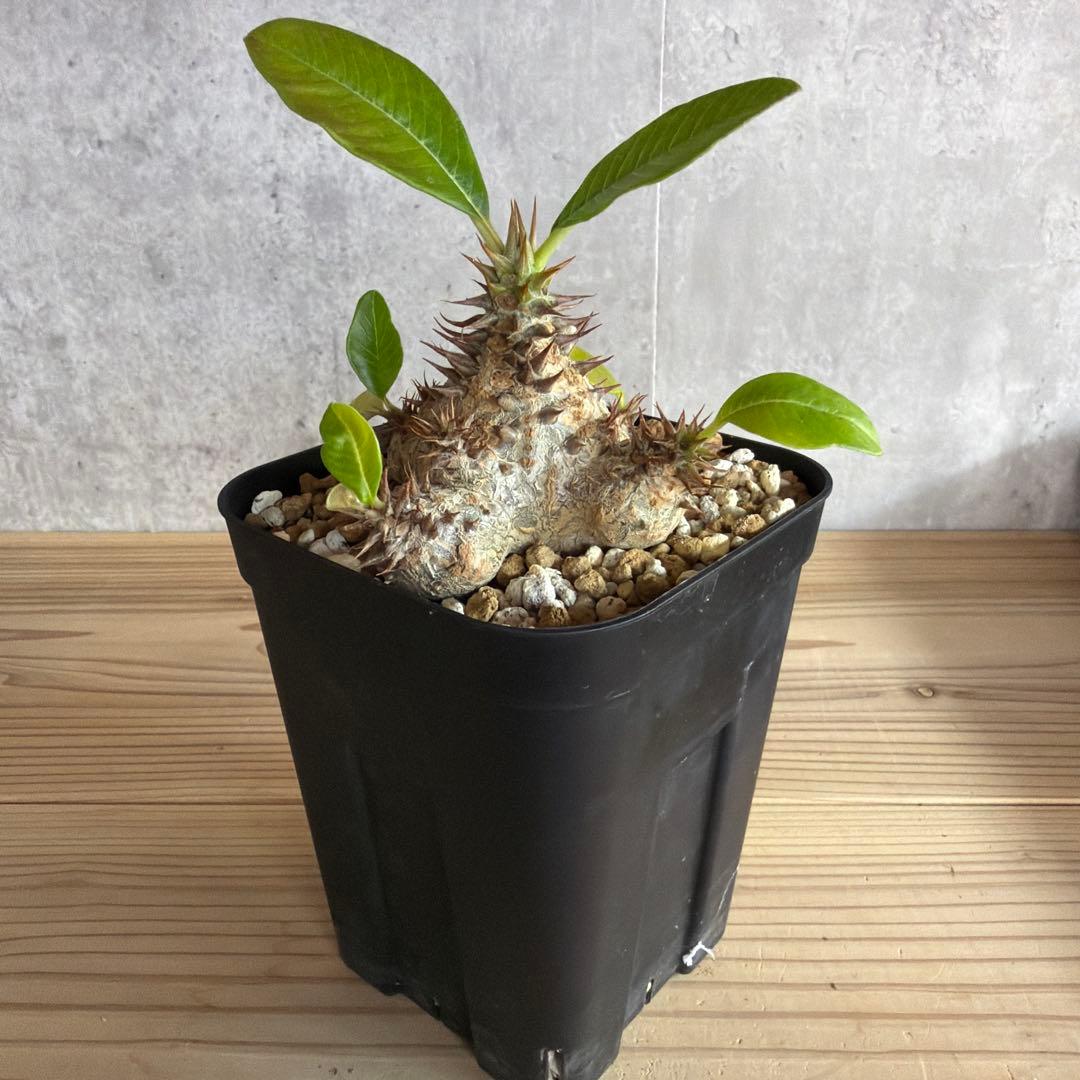 パキポディウムウィンゾリー 国内実生株