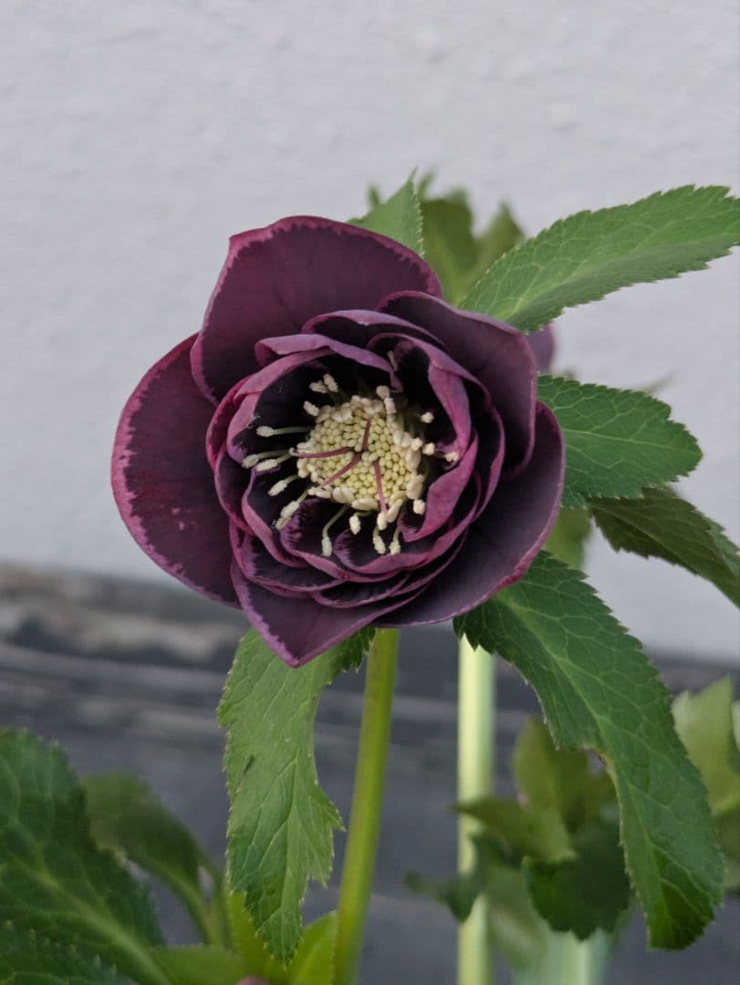 【野田園芸】クリスマスローズ　ダークパープルddベタブロッチ