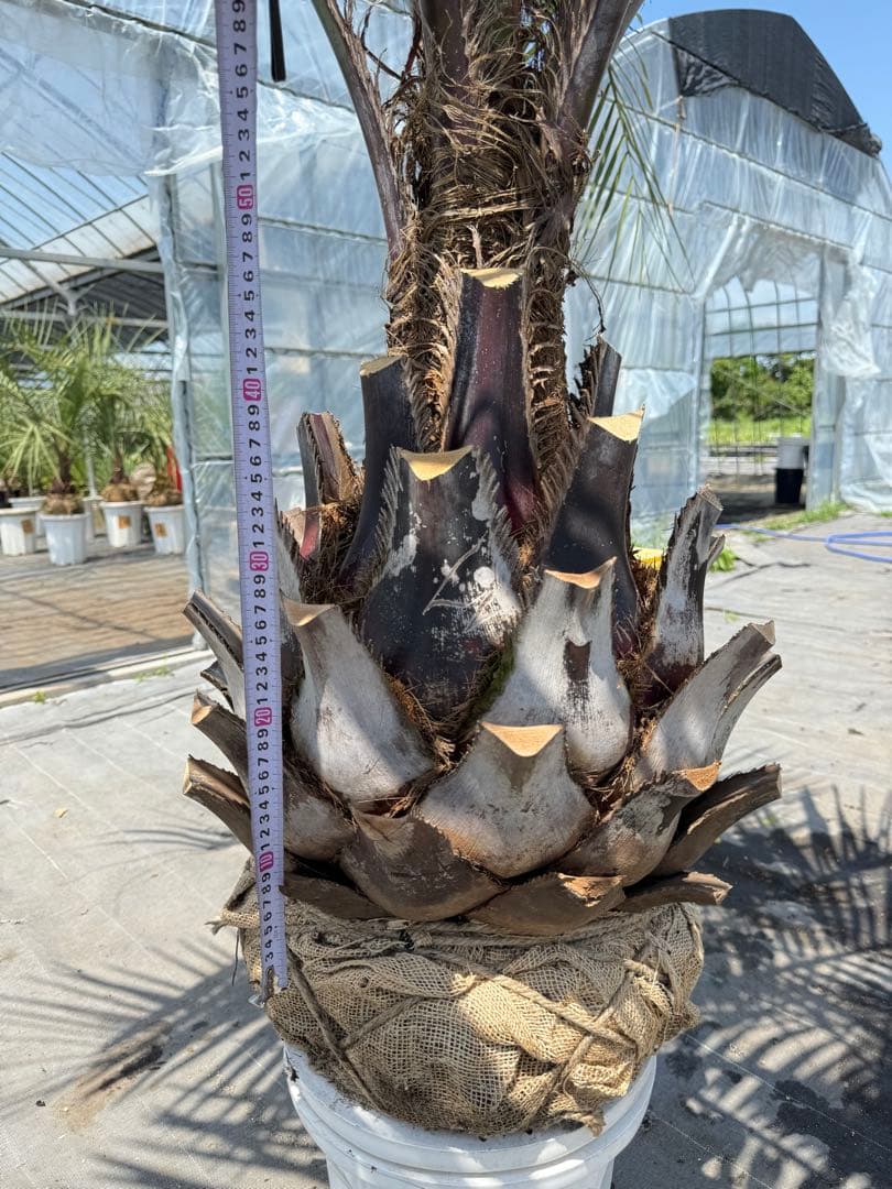 ココスヤシシルバーリーフ 【極太】葉先160cm 幹回り125cm 幹高50cm