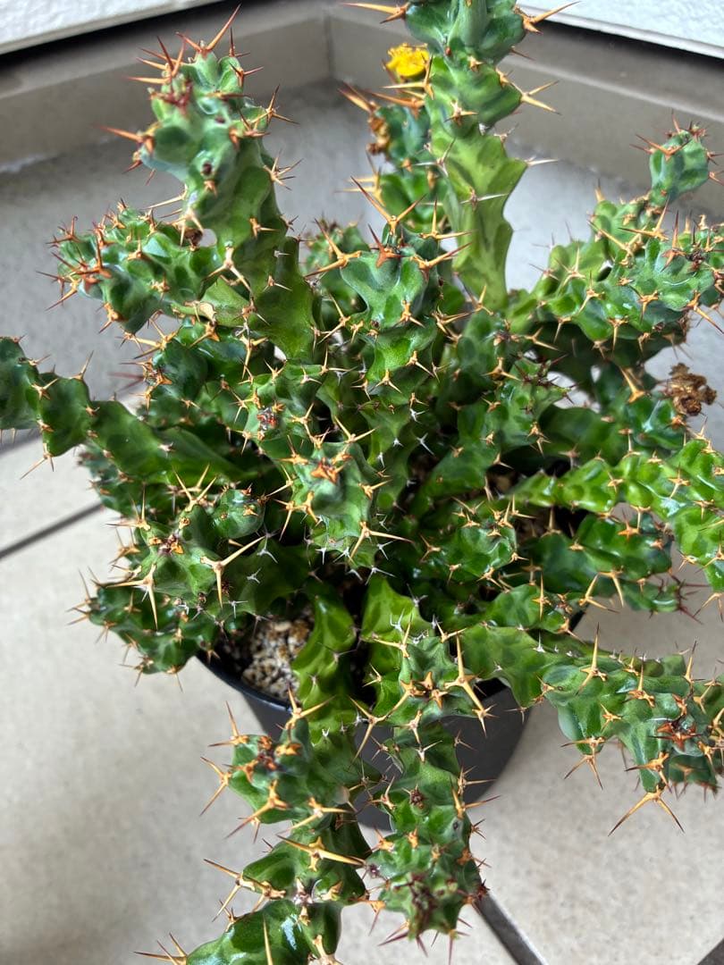 ユーフォルビア　ペルシステンス　　鉢ごと発送