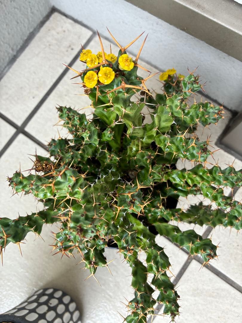 ユーフォルビア　ペルシステンス　　鉢ごと発送