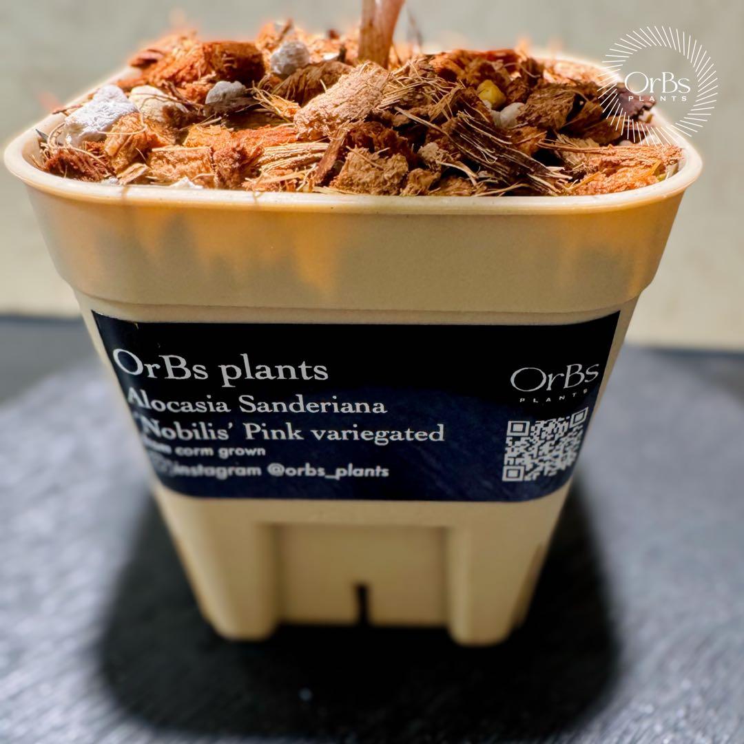 最終価格【芋から育成】アロカシア ノビリス ピンク斑入り 良斑 ※鉢のまま発送