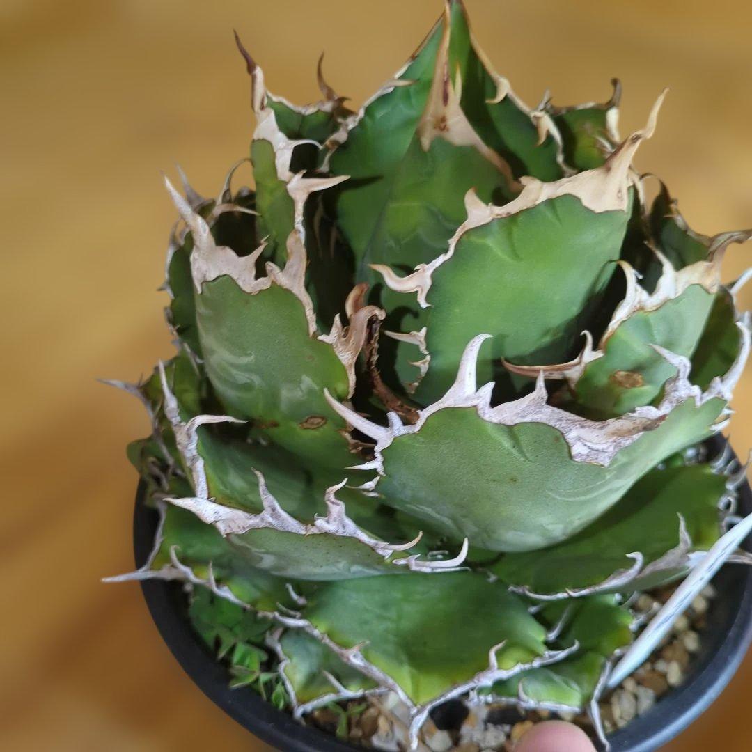 アガベ　白鯨　大株6号鉢