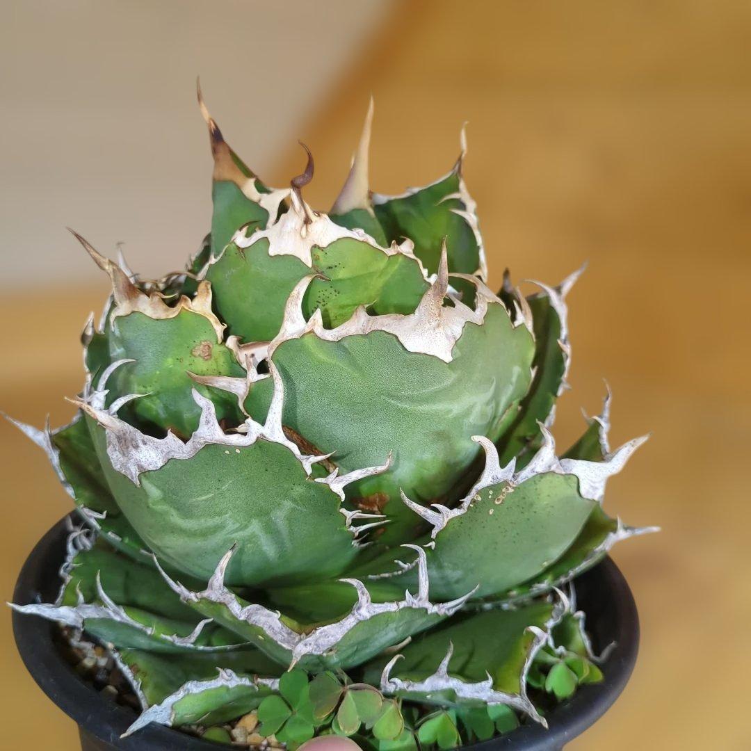 アガベ　白鯨　大株6号鉢