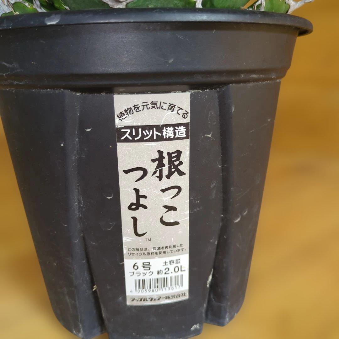 アガベ　白鯨　大株6号鉢