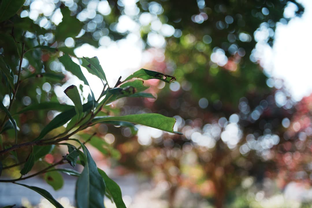 【極美品】動作◎ Nikon Ai Nikkor 28mm F2.8 292