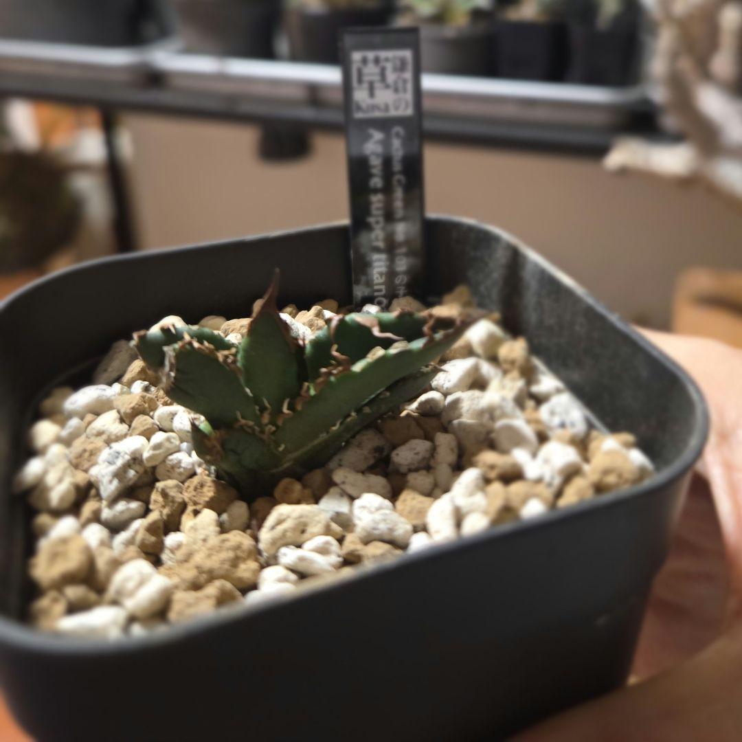 【発根済】アガベ　スーパーチタノタ　バケモノ　悪魔くん