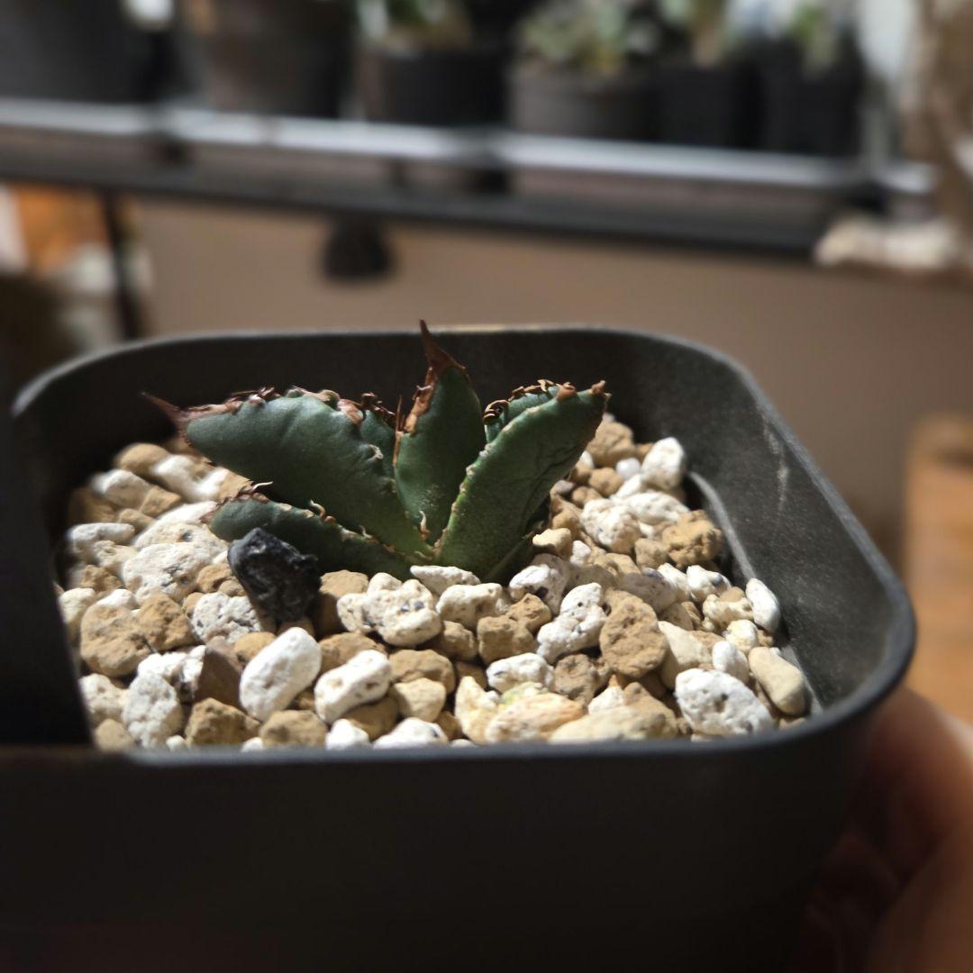 【発根済】アガベ　スーパーチタノタ　バケモノ　悪魔くん