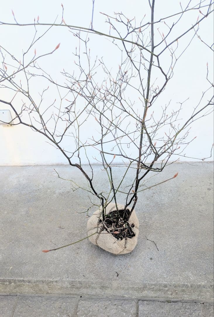 俊。山採りクロモジ。