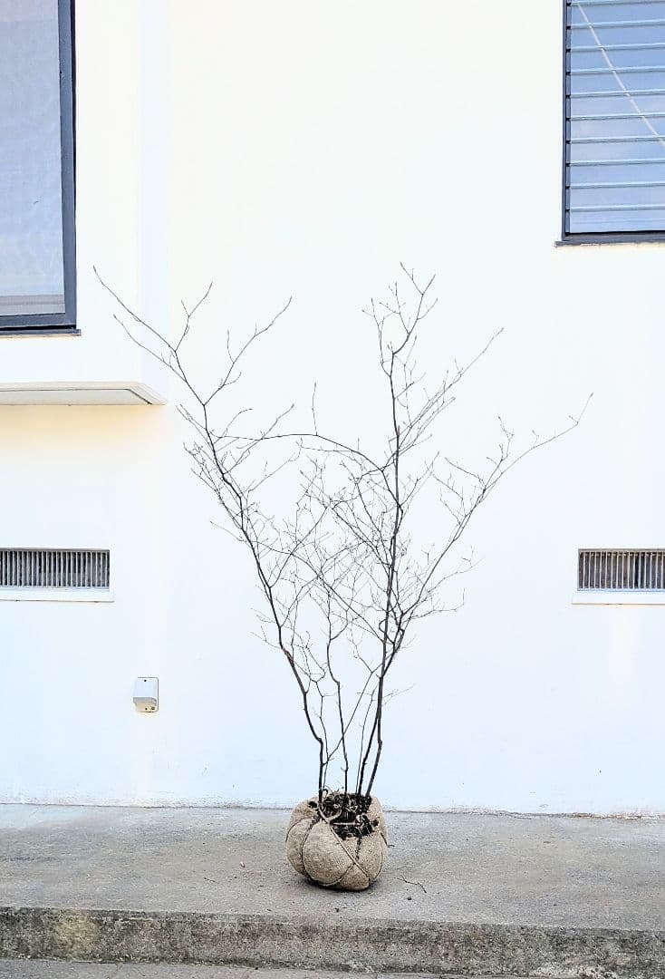 俊。山採りクロモジ。