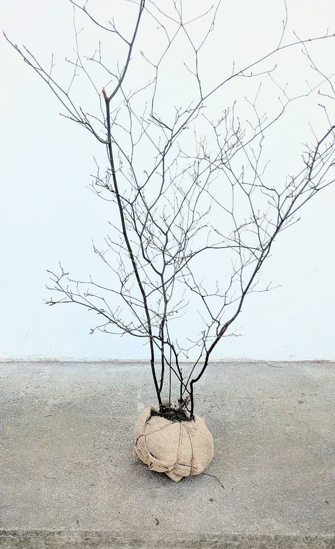 俊。山採りクロモジ。