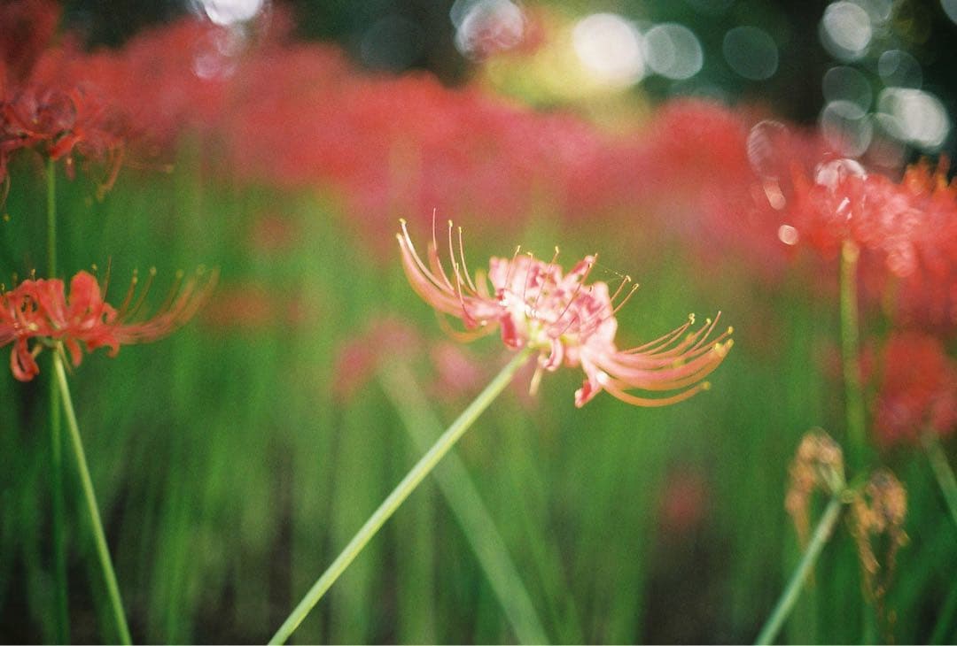 Canon AE-1 programフィルムカメラ FD50mm f1.4