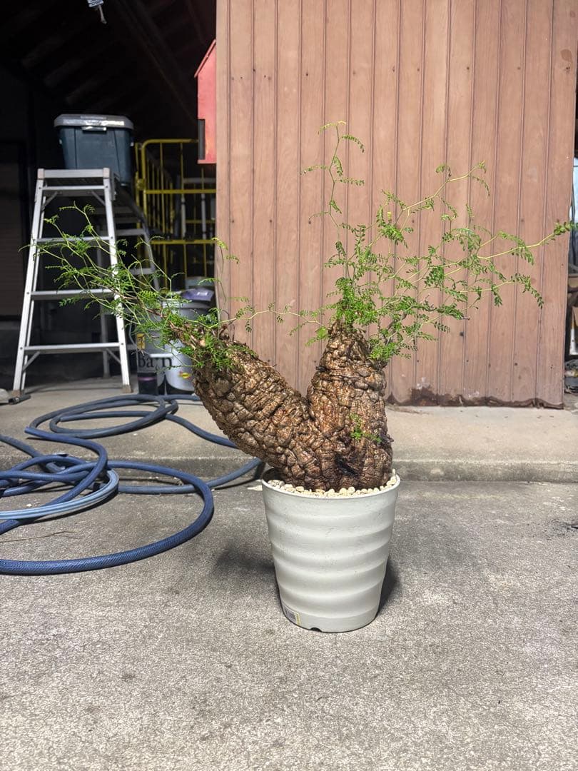 特良株 双頭 （パキプス） 中株／極太荒肌塊根／発根済／将来性抜群