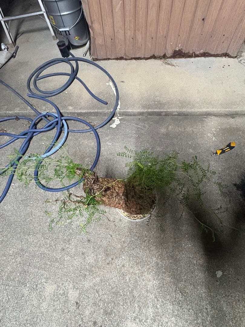 特良株 双頭 （パキプス） 中株／極太荒肌塊根／発根済／将来性抜群